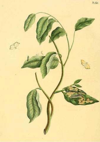Reproducción/Reproduction 6126459989: Surinaamsche vlinders d.1-3. Amsterdam :J.C. Sepp en zoon,[1848-1852] 