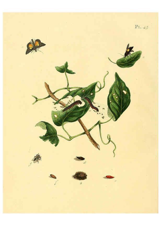 Reproducción/Reproduction 6126457583: Surinaamsche vlinders d.1-3. Amsterdam :J.C. Sepp en zoon,[1848-1852] 