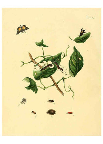 Reproducción/Reproduction 6126457583: Surinaamsche vlinders d.1-3. Amsterdam :J.C. Sepp en zoon,[1848-1852] 