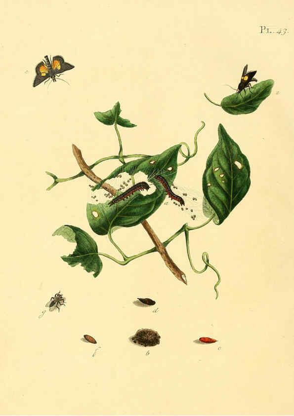 Reproducción/Reproduction 6126457583: Surinaamsche vlinders d.1-3. Amsterdam :J.C. Sepp en zoon,[1848-1852] 