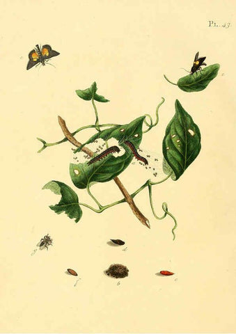 Reproducción/Reproduction 6126457583: Surinaamsche vlinders d.1-3. Amsterdam :J.C. Sepp en zoon,[1848-1852] 