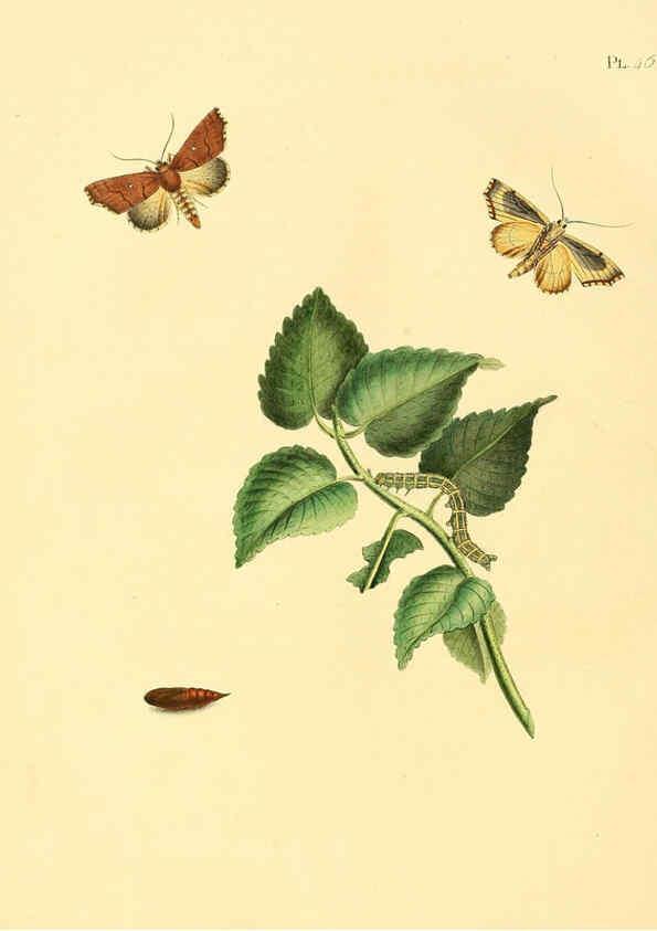 Reproducción/Reproduction 6126458085: Surinaamsche vlinders d.1-3. Amsterdam :J.C. Sepp en zoon,[1848-1852] 
