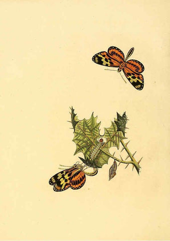 Reproducción/Reproduction 6127000748: Surinaamsche vlinders d.1-3. Amsterdam :J.C. Sepp en zoon,[1848-1852] 