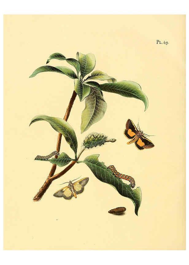 Reproducción/Reproduction 6127006726: Surinaamsche vlinders d.1-3. Amsterdam :J.C. Sepp en zoon,[1848-1852] 