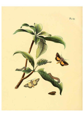 Reproducción/Reproduction 6127006726: Surinaamsche vlinders d.1-3. Amsterdam :J.C. Sepp en zoon,[1848-1852] 