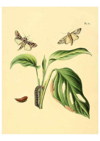 Reproducción/Reproduction 6126458693: Surinaamsche vlinders d.1-3. Amsterdam :J.C. Sepp en zoon,[1848-1852] 