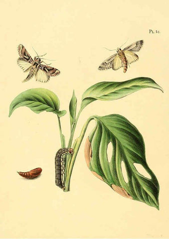 Reproducción/Reproduction 6126458693: Surinaamsche vlinders d.1-3. Amsterdam :J.C. Sepp en zoon,[1848-1852] 