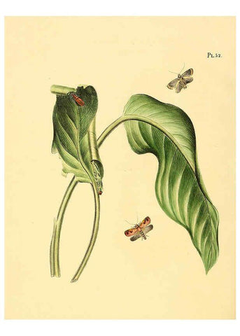 Reproducción/Reproduction 6127007134: Surinaamsche vlinders d.1-3. Amsterdam :J.C. Sepp en zoon,[1848-1852] 