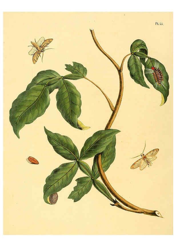 Reproducción/Reproduction 6126458999: Surinaamsche vlinders d.1-3. Amsterdam :J.C. Sepp en zoon,[1848-1852] 
