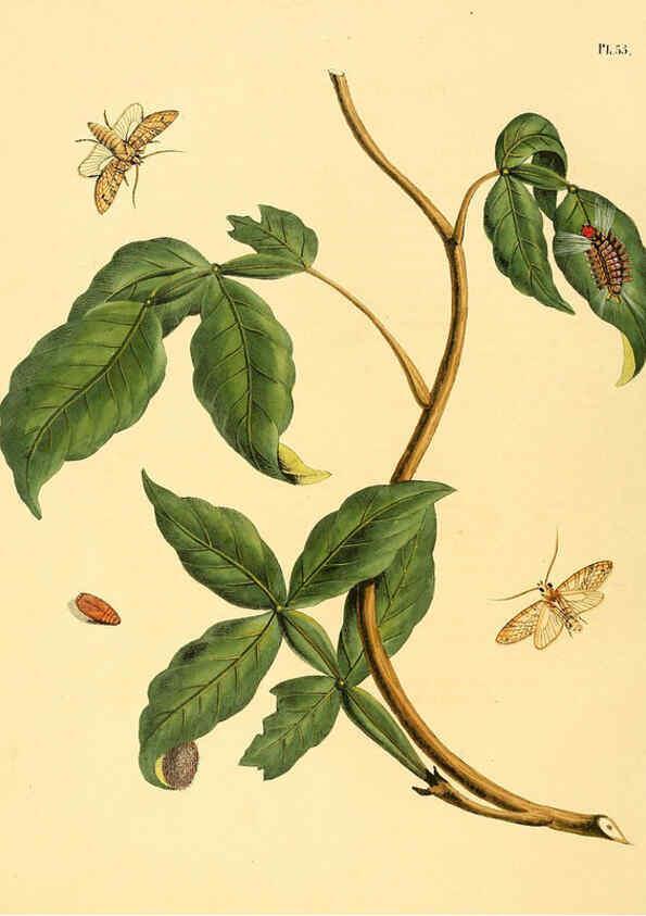 Reproducción/Reproduction 6126458999: Surinaamsche vlinders d.1-3. Amsterdam :J.C. Sepp en zoon,[1848-1852] 