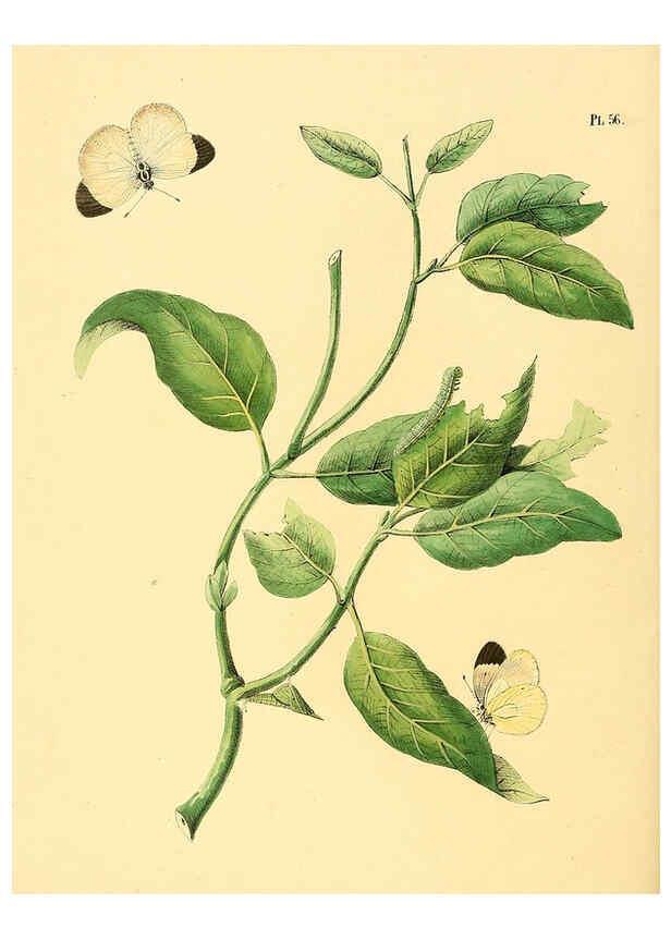 Reproducción/Reproduction 6126459405: Surinaamsche vlinders d.1-3. Amsterdam :J.C. Sepp en zoon,[1848-1852] 