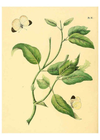 Reproducción/Reproduction 6126459405: Surinaamsche vlinders d.1-3. Amsterdam :J.C. Sepp en zoon,[1848-1852] 