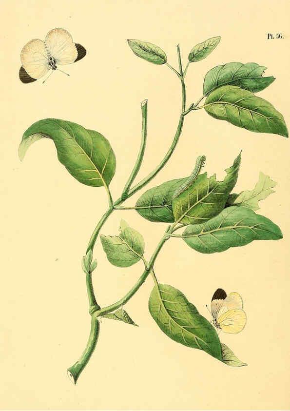 Reproducción/Reproduction 6126459405: Surinaamsche vlinders d.1-3. Amsterdam :J.C. Sepp en zoon,[1848-1852] 