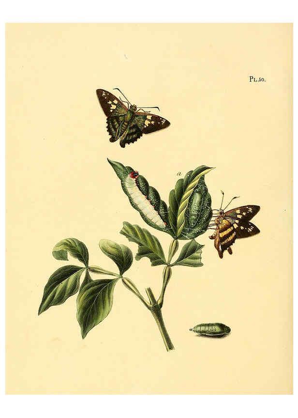 Reproducción/Reproduction 6126458605: Surinaamsche vlinders d.1-3. Amsterdam :J.C. Sepp en zoon,[1848-1852] 
