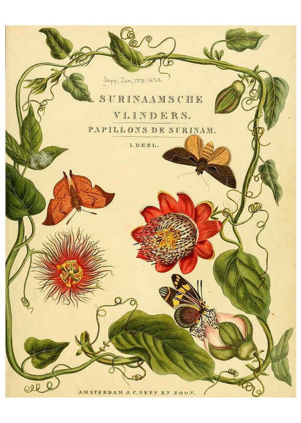 Reproducción/Reproduction 6126452245: Surinaamsche vlinders d.1-3. Amsterdam :J.C. Sepp en zoon,[1848-1852] 