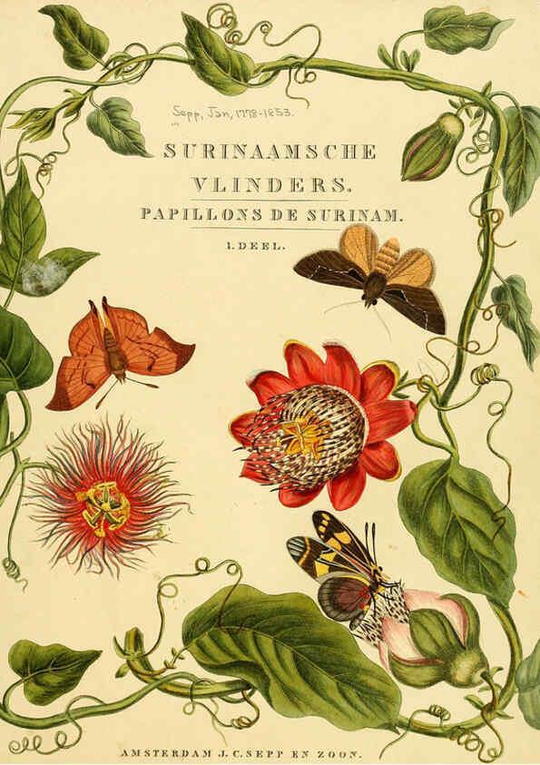 Reproducción/Reproduction 6126452245: Surinaamsche vlinders d.1-3. Amsterdam :J.C. Sepp en zoon,[1848-1852] 