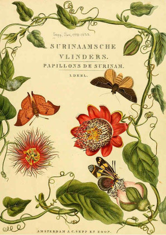Reproducción/Reproduction 6126452245: Surinaamsche vlinders d.1-3. Amsterdam :J.C. Sepp en zoon,[1848-1852] 