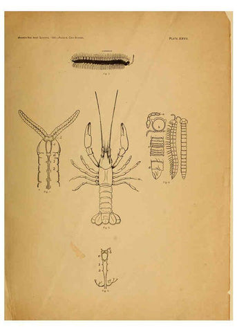 Reproducción/Reproduction 6124831806: The cave fauna of North America Washington,National Academy of Sciences,1888