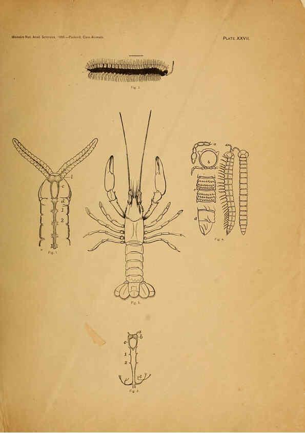 Reproducción/Reproduction 6124831806: The cave fauna of North America Washington,National Academy of Sciences,1888