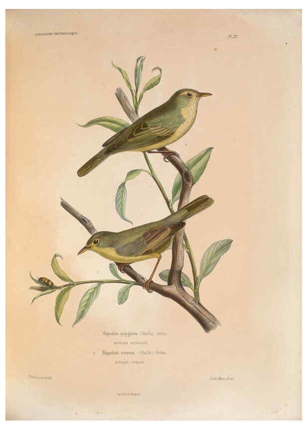 Reproducción/Reproduction 6120035825: Iconographie ornithologique Paris :Chez Friedrich Klincksieck [etc., etc.],1849 [i.e. 1845-1849] 