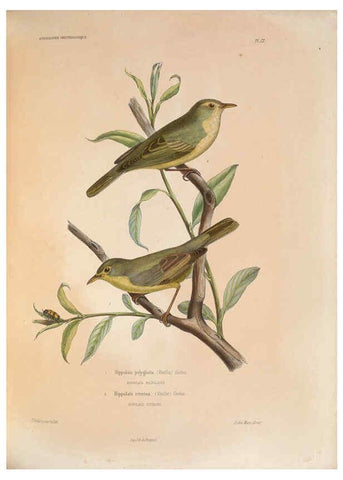 Reproducción/Reproduction 6120035825: Iconographie ornithologique Paris :Chez Friedrich Klincksieck [etc., etc.],1849 [i.e. 1845-1849] 
