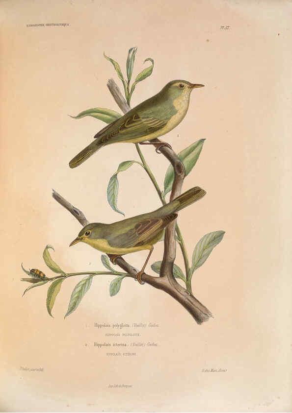 Reproducción/Reproduction 6120035825: Iconographie ornithologique Paris :Chez Friedrich Klincksieck [etc., etc.],1849 [i.e. 1845-1849] 