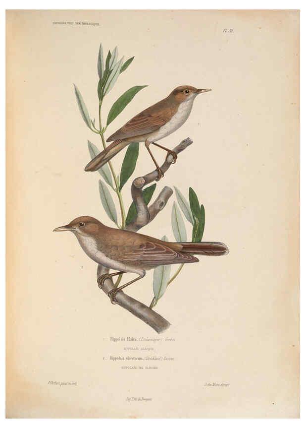 Reproducción/Reproduction 6120579704: Iconographie ornithologique Paris :Chez Friedrich Klincksieck [etc., etc.],1849 [i.e. 1845-1849] 