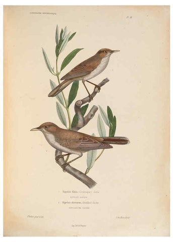 Reproducción/Reproduction 6120579704: Iconographie ornithologique Paris :Chez Friedrich Klincksieck [etc., etc.],1849 [i.e. 1845-1849] 