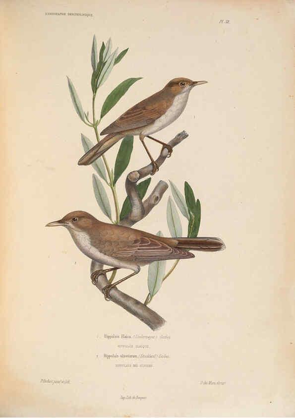 Reproducción/Reproduction 6120579704: Iconographie ornithologique Paris :Chez Friedrich Klincksieck [etc., etc.],1849 [i.e. 1845-1849] 