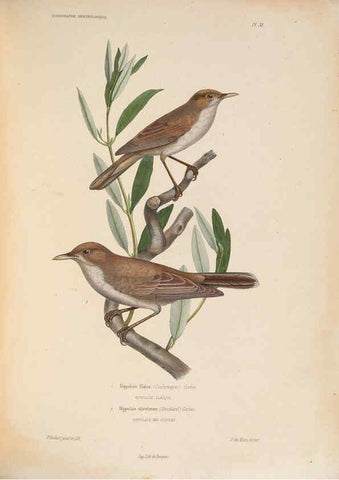 Reproducción/Reproduction 6120579704: Iconographie ornithologique Paris :Chez Friedrich Klincksieck [etc., etc.],1849 [i.e. 1845-1849] 