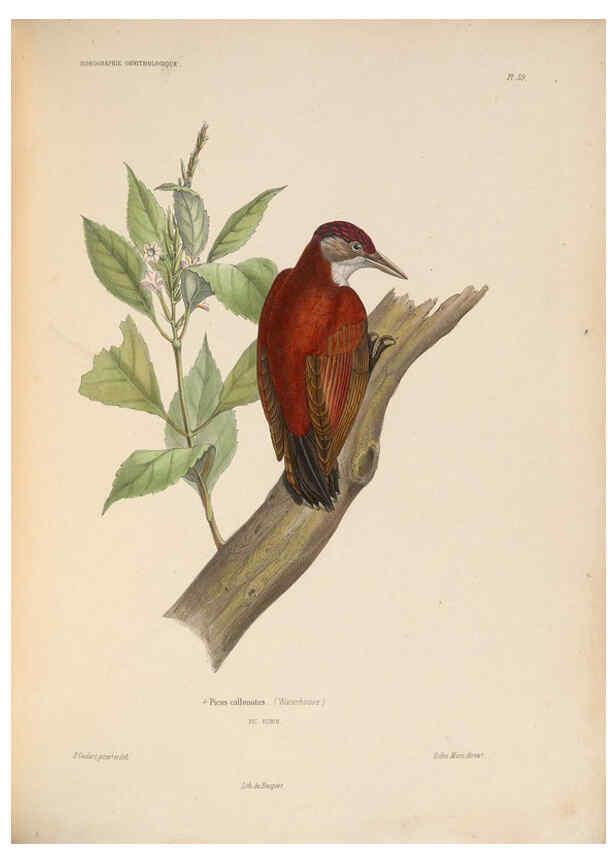 Reproducción/Reproduction 6120580066: Iconographie ornithologique Paris :Chez Friedrich Klincksieck [etc., etc.],1849 [i.e. 1845-1849] 
