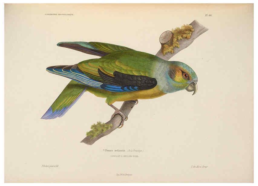Reproducción/Reproduction 6120036683: Iconographie ornithologique Paris :Chez Friedrich Klincksieck [etc., etc.],1849 [i.e. 1845-1849] 