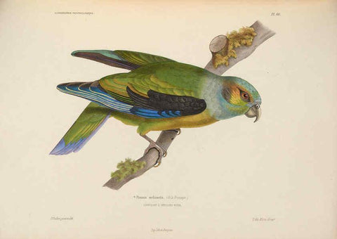 Reproducción/Reproduction 6120036683: Iconographie ornithologique Paris :Chez Friedrich Klincksieck [etc., etc.],1849 [i.e. 1845-1849] 