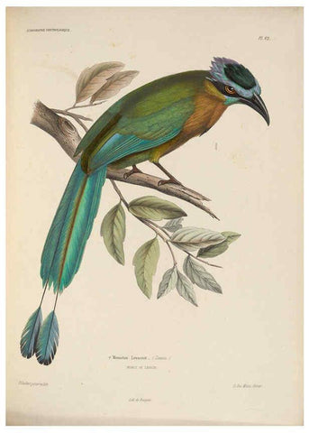 Reproducción/Reproduction 6120580772: Iconographie ornithologique Paris :Chez Friedrich Klincksieck [etc., etc.],1849 [i.e. 1845-1849] 