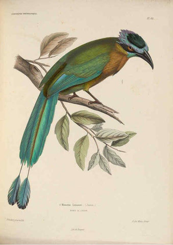 Reproducción/Reproduction 6120580772: Iconographie ornithologique Paris :Chez Friedrich Klincksieck [etc., etc.],1849 [i.e. 1845-1849] 