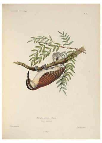 Reproducción/Reproduction 6120581056: Iconographie ornithologique Paris :Chez Friedrich Klincksieck [etc., etc.],1849 [i.e. 1845-1849] 
