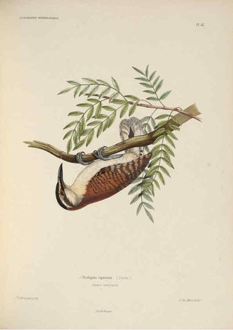 Reproducción/Reproduction 6120581056: Iconographie ornithologique Paris :Chez Friedrich Klincksieck [etc., etc.],1849 [i.e. 1845-1849] 