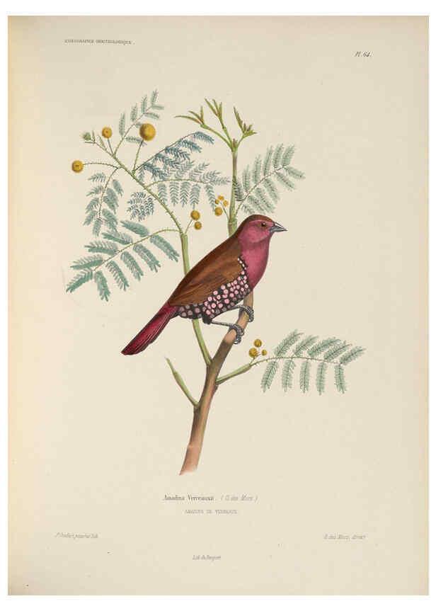 Reproducción/Reproduction 6120037591: Iconographie ornithologique Paris :Chez Friedrich Klincksieck [etc., etc.],1849 [i.e. 1845-1849] 