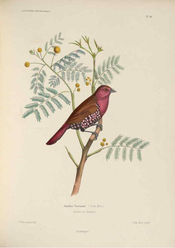 Reproducción/Reproduction 6120037591: Iconographie ornithologique Paris :Chez Friedrich Klincksieck [etc., etc.],1849 [i.e. 1845-1849] 