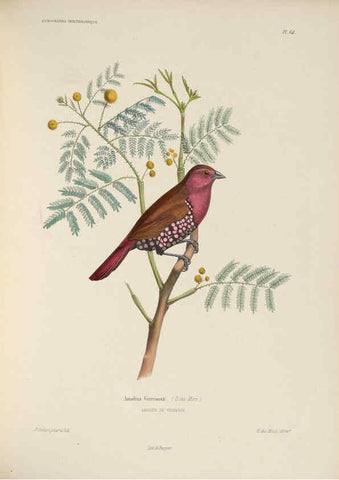Reproducción/Reproduction 6120037591: Iconographie ornithologique Paris :Chez Friedrich Klincksieck [etc., etc.],1849 [i.e. 1845-1849] 