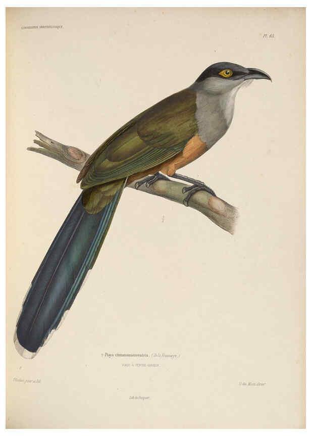 Reproducción/Reproduction 6120581792: Iconographie ornithologique Paris :Chez Friedrich Klincksieck [etc., etc.],1849 [i.e. 1845-1849] 