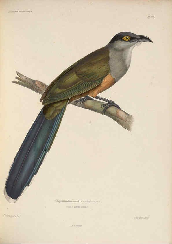 Reproducción/Reproduction 6120581792: Iconographie ornithologique Paris :Chez Friedrich Klincksieck [etc., etc.],1849 [i.e. 1845-1849] 