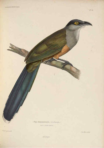 Reproducción/Reproduction 6120581792: Iconographie ornithologique Paris :Chez Friedrich Klincksieck [etc., etc.],1849 [i.e. 1845-1849] 