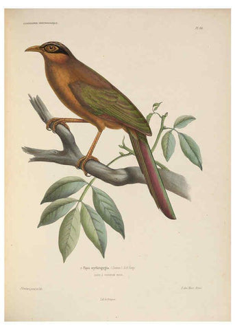 Reproducción/Reproduction 6120582382: Iconographie ornithologique Paris :Chez Friedrich Klincksieck [etc., etc.],1849 [i.e. 1845-1849] 