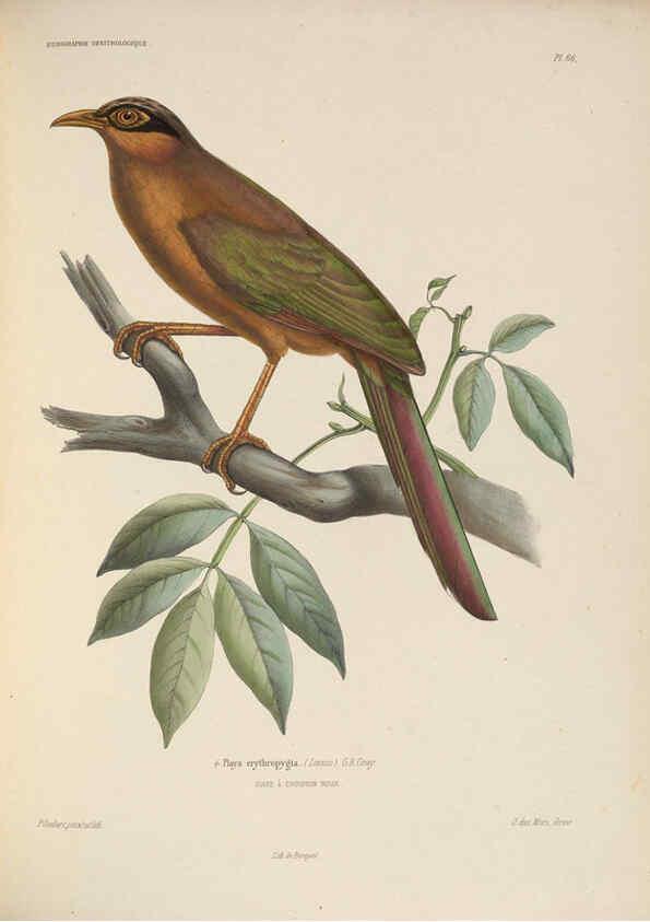 Reproducción/Reproduction 6120582382: Iconographie ornithologique Paris :Chez Friedrich Klincksieck [etc., etc.],1849 [i.e. 1845-1849] 