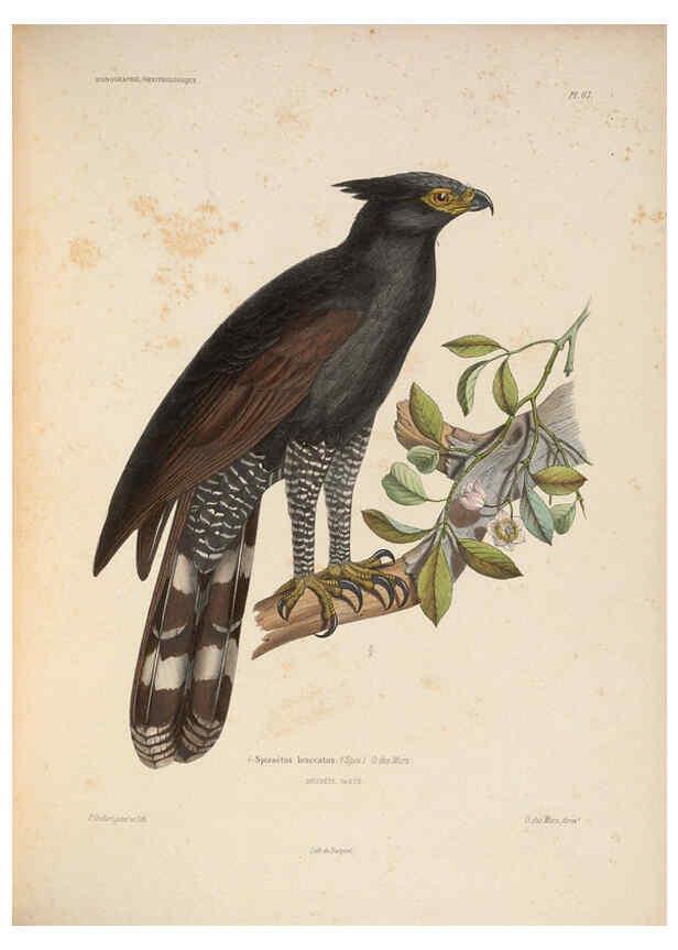 Reproducción/Reproduction 6120582628: Iconographie ornithologique Paris :Chez Friedrich Klincksieck [etc., etc.],1849 [i.e. 1845-1849] 