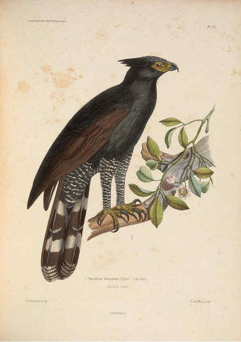 Reproducción/Reproduction 6120582628: Iconographie ornithologique Paris :Chez Friedrich Klincksieck [etc., etc.],1849 [i.e. 1845-1849] 