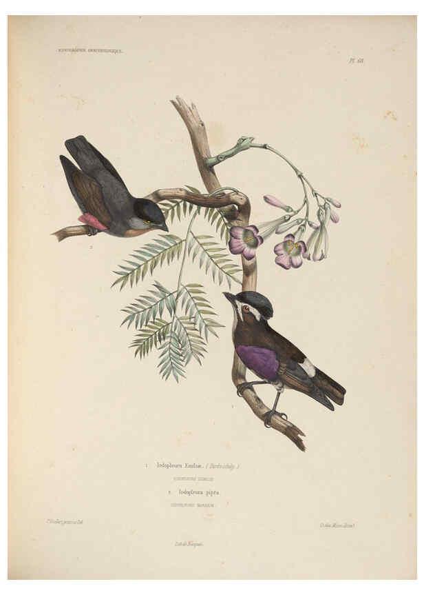 Reproducción/Reproduction 6120583000: Iconographie ornithologique Paris :Chez Friedrich Klincksieck [etc., etc.],1849 [i.e. 1845-1849] 