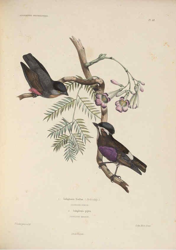 Reproducción/Reproduction 6120583000: Iconographie ornithologique Paris :Chez Friedrich Klincksieck [etc., etc.],1849 [i.e. 1845-1849] 