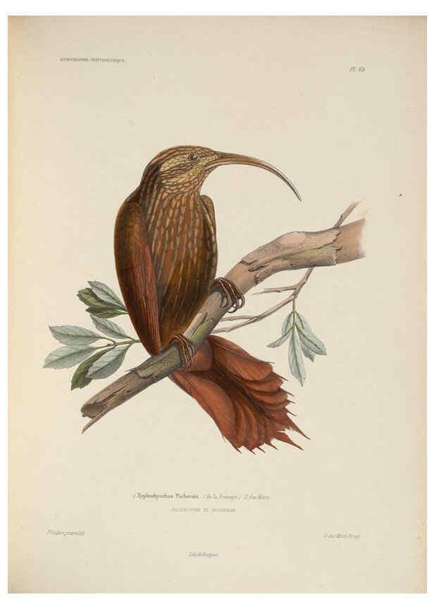 Reproducción/Reproduction 6120583208: Iconographie ornithologique Paris :Chez Friedrich Klincksieck [etc., etc.],1849 [i.e. 1845-1849] 